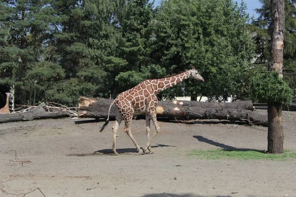 Girafe Photographie Art Dans Zoo Vie Sauvage — Photo