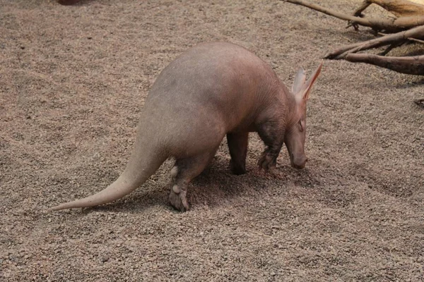 Ant Eater Fotografía Arte Zoológico Vida Salvaje —  Fotos de Stock