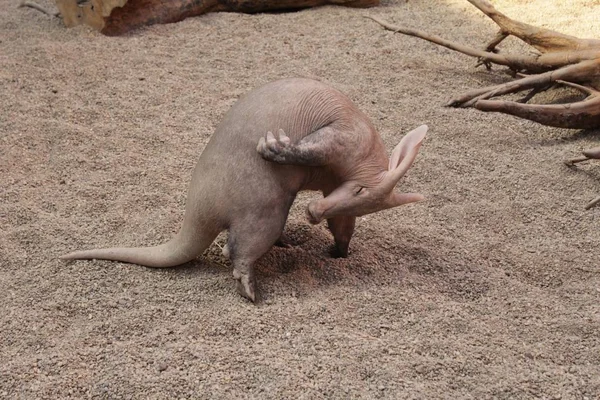 Ant Eater Fotografía Arte Zoológico Vida Salvaje —  Fotos de Stock