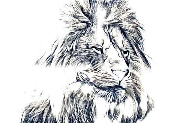 Lion Art Illustration Dessin — Photo