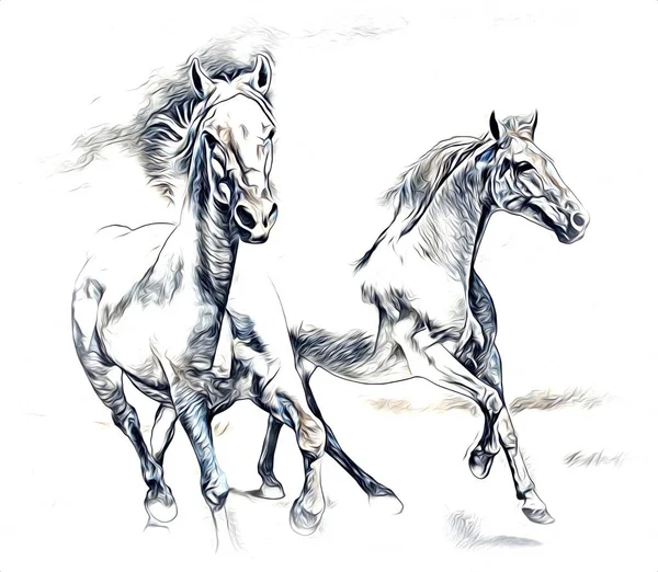 Вільний Кінь Голова Олівець Малюнок — стокове фото