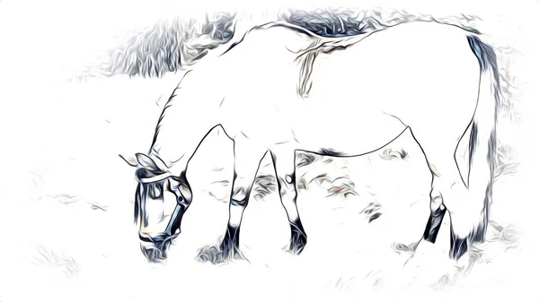 Dibujo Mano Alzada Cabeza Caballo Lápiz — Foto de Stock