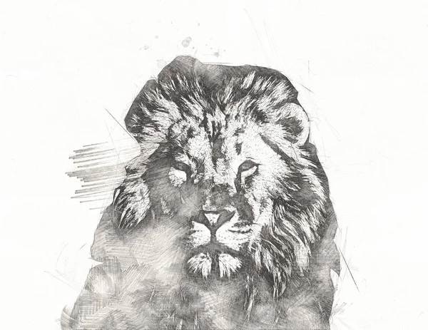 Lion Umění Ilustrace Kresba — Stock fotografie