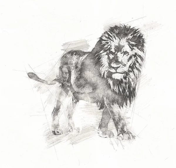 Lion Art Illustration Dessin — Photo