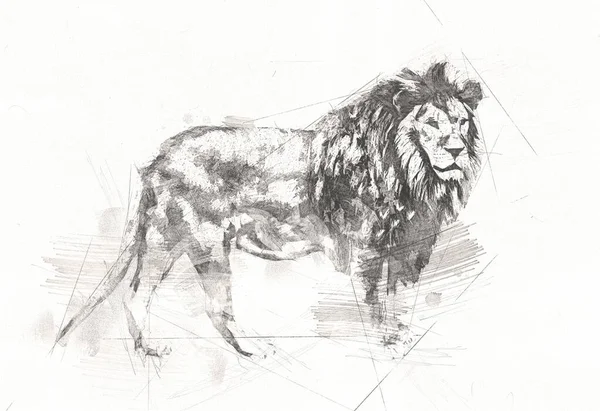 Dibujo Ilustración Arte León — Foto de Stock