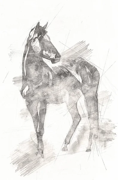 Dibujo Mano Alzada Cabeza Caballo Lápiz —  Fotos de Stock