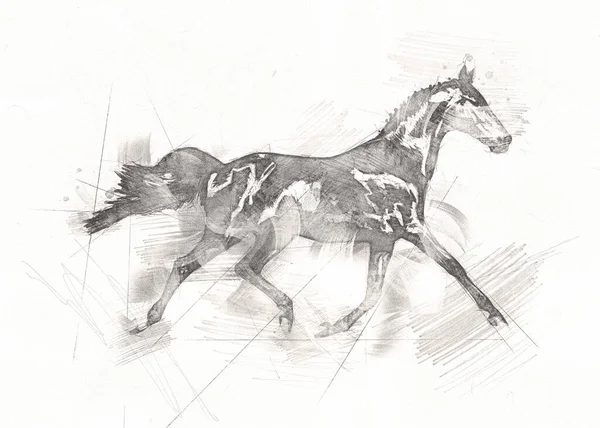 Dibujo Mano Alzada Cabeza Caballo Lápiz —  Fotos de Stock