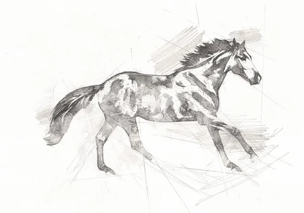 Tête Cheval Main Levée Dessin Crayon — Photo