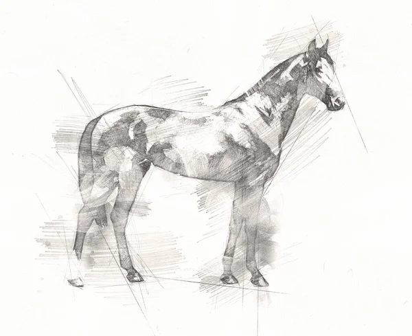 Tête Cheval Main Levée Dessin Crayon — Photo