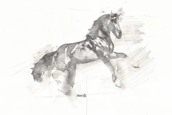 Disegno Matita Testa Cavallo Mano Libera — Foto Stock