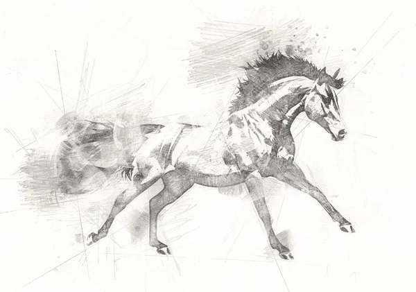 Вільний Кінь Голова Олівець Малюнок — стокове фото
