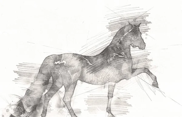 Tête Cheval Main Levée Dessin Crayon — Photo