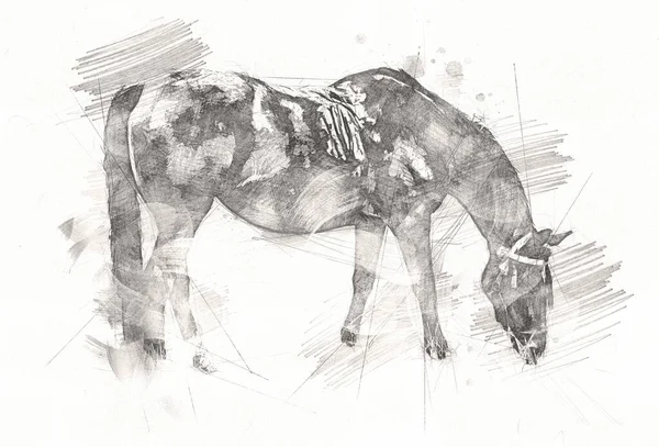 Tête Cheval Main Levée Dessin Crayon — Photo