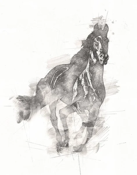 Tête Cheval Main Levée Dessin Crayon — Photo