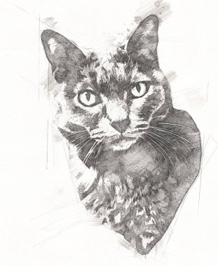 Kedi çizimi sanat eseri antika
