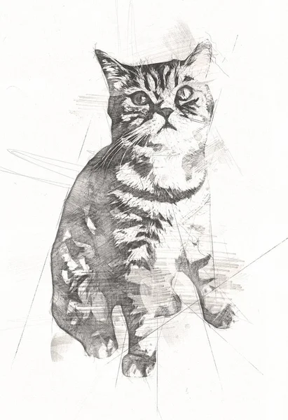 Cat Drawing Art Vintage Retro Antique — 스톡 사진