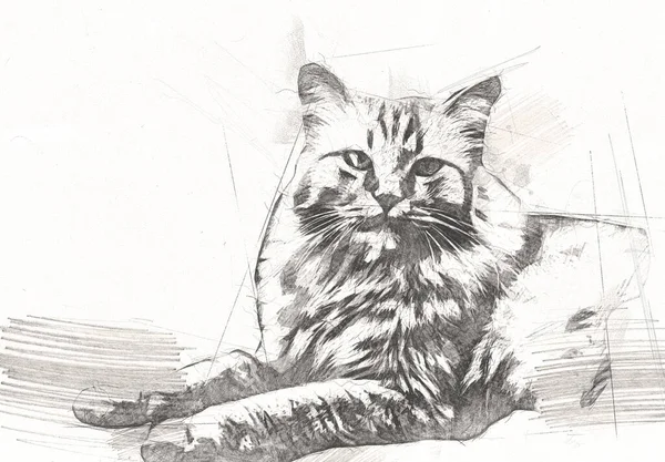 Cat Drawing Art Vintage Retro Antique — 스톡 사진