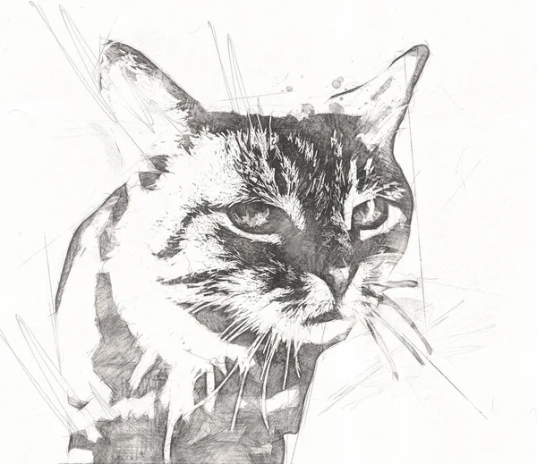 Dessin Chat Illustration Art Vintage Rétro Antique — Photo