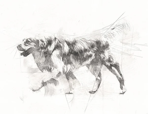 Hund Teckning Illustration Konst Gammal Vintage Retroantik — Stockfoto
