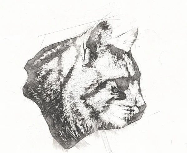 猫画イラストアートヴィンテージレトロアンティーク — ストック写真