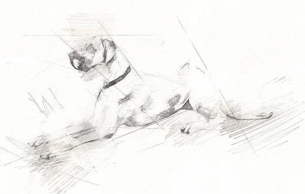 Σκυλί Σχέδιο Εικονογράφηση Τέχνη Παλιό Ρετρό Αντίκα — Φωτογραφία Αρχείου