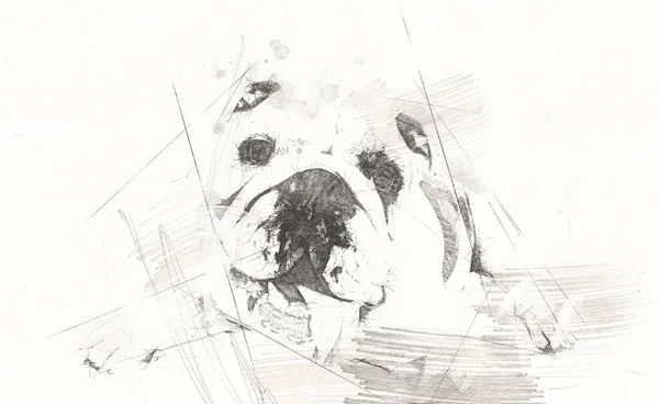 犬の描画イラストアート古いヴィンテージレトロアンティーク — ストック写真