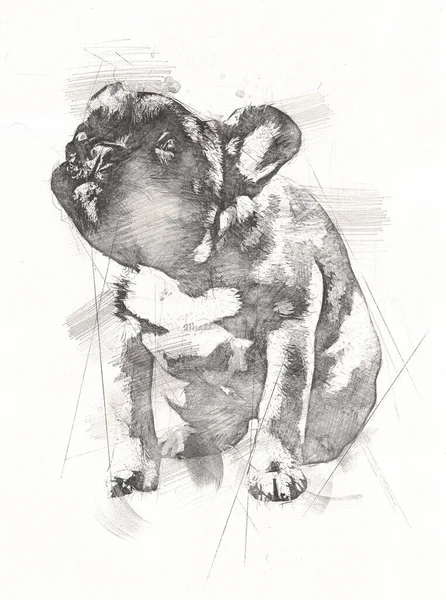 Elefantenzeichnung Aus Bleistift Illustration — Stockfoto