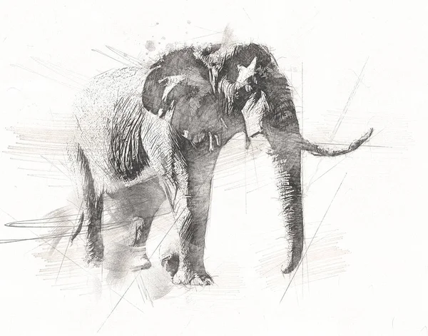 Desenho Elefante Ilustração Arte Lápis — Fotografia de Stock