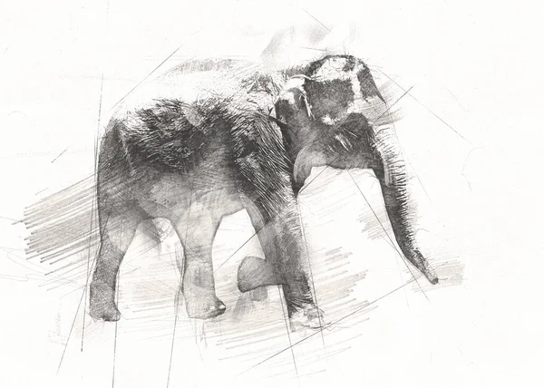 Dessin Éléphant Illustration Art Crayon — Photo