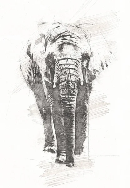 Desenho Elefante Ilustração Arte Lápis — Fotografia de Stock