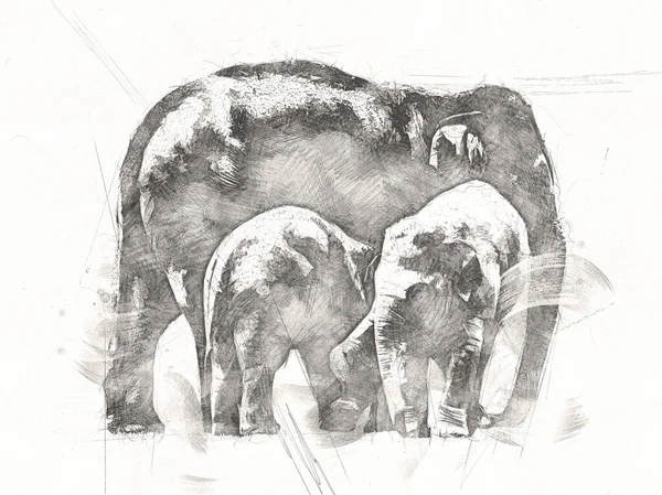 Elephant Tekening Van Potlood Kunst Illustratie — Stockfoto