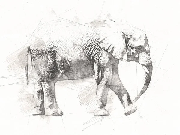 Elephant drawing from pencil art illustration