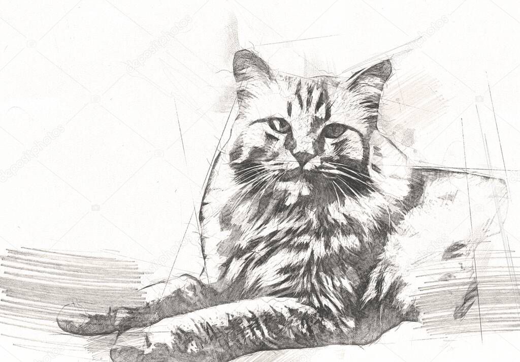Cat drawing illustration art vintage retro antique