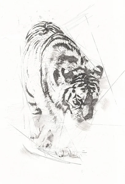 Tiger Art Illustration Old Drawing — Stock Photo, Image