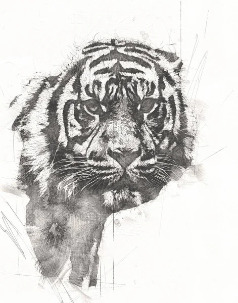 タイガーアートイラスト Old Draw — ストック写真