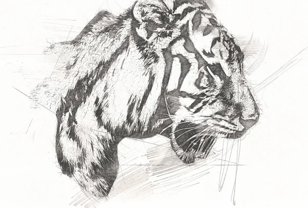 Tiger Art Illustration Alte Zeichnung — Stockfoto