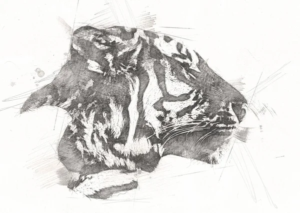 Tigre Arte Ilustração Velho Desenho — Fotografia de Stock