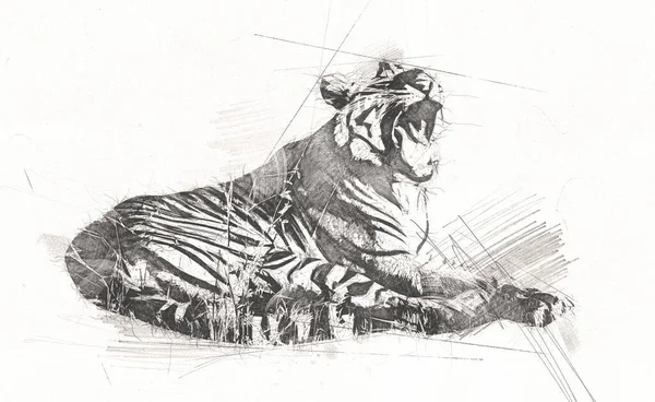 tiger art illustration old drawing