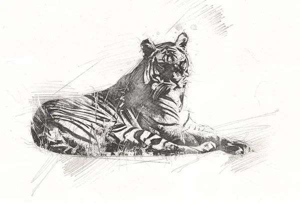 Tiger Arte Ilustración Viejo Dibujo —  Fotos de Stock