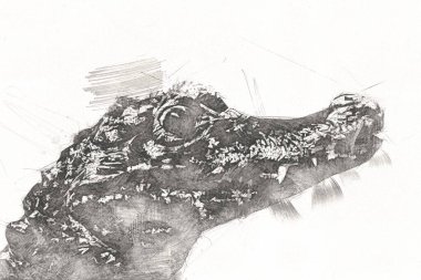 Timsah çizimi - sürüngen el çizimi, sanat çizimi