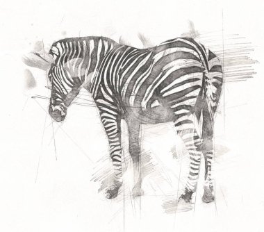 Zebra 'nın çizimi, Afrika memelilerinin çizimi.