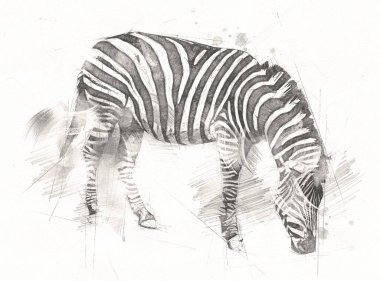 Zebra 'nın çizimi, Afrika memelilerinin çizimi.