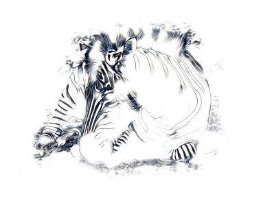 Zebra 'nın çizimi, Afrika memelilerinin çizimi.