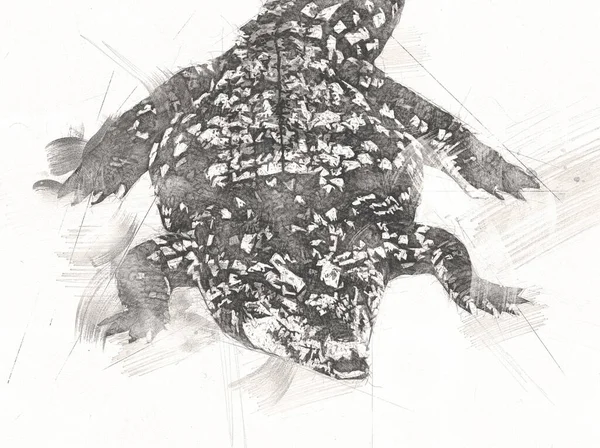 Drawing Crocodile Hand Sketch Reptile Art Illustration — Stock Photo, Image