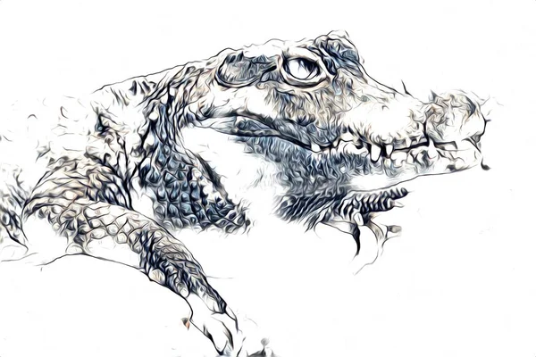 ワニの絵 爬虫類の手のスケッチ アートイラスト — ストック写真