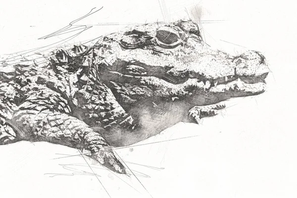 Dibujo Cocodrilo Boceto Mano Reptil Ilustración Arte — Foto de Stock