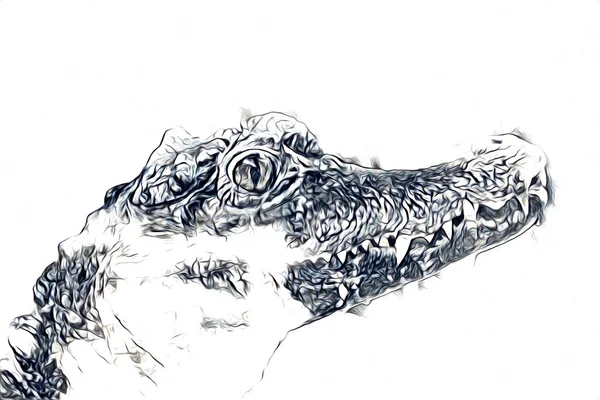 Ritning Krokodil Hand Skiss Reptil Konst Illustration — Stockfoto