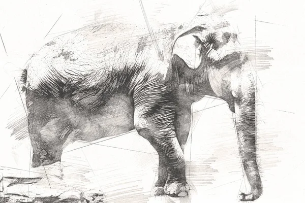 Elefante Arte Ilustración Retro Vintage Viejo —  Fotos de Stock