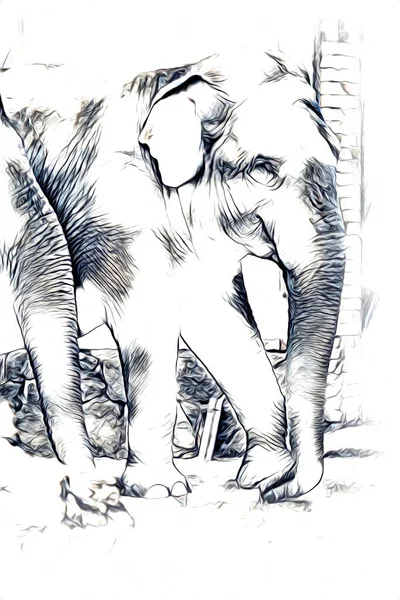 Elefantkonst Illustration Retro Vintage Gammal — Stockfoto