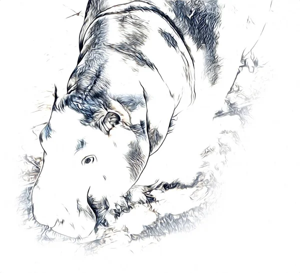 Hippo Illustration Art Drawing Vintage Design — Stock Photo, Image